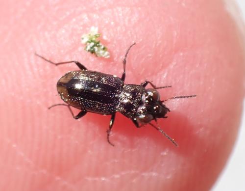 Réf. 300 965 : Notiophilus biguttatus
